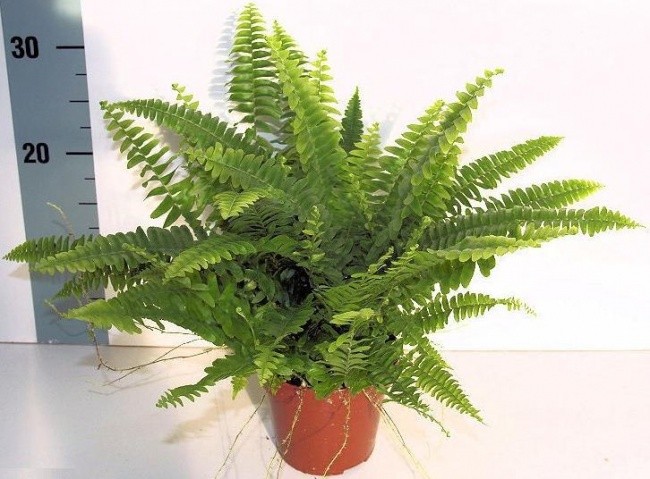 Nephrolepis exaltata aurea, Golden Fern, Pivla Fern - Plant